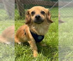 Small Chihuahua