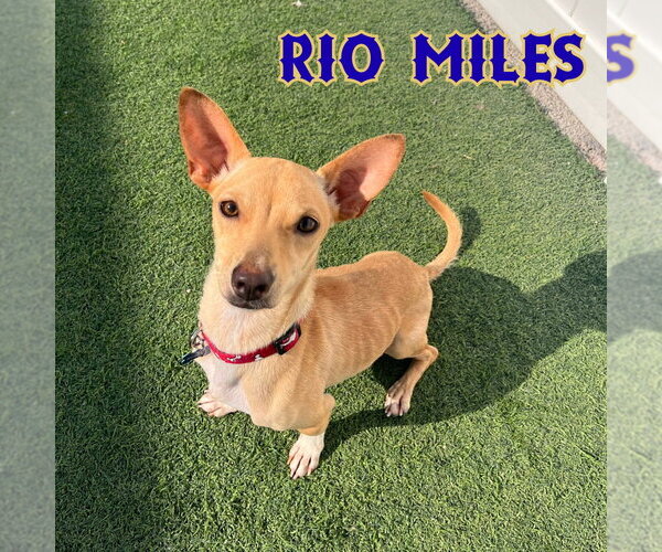 Medium Photo #2 Dachshund-Unknown Mix Puppy For Sale in San Antonio, TX, USA