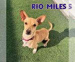 Small #1 Dachshund Mix