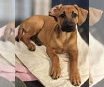 Small #6 Rhodesian Ridgeback Mix