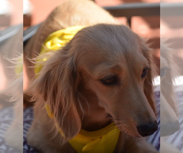 Medium Photo #4 Dachshund Puppy For Sale in Shelbyville, TN, USA