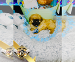 Small #8 Shih Tzu