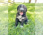 Puppy Puppy 5 Aussiedoodle-Australian Cattle Dog Mix