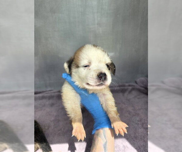 Medium Photo #1 Great Pyrenees-Unknown Mix Puppy For Sale in Conroe, TX, USA