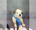 Small Great Pyrenees Mix