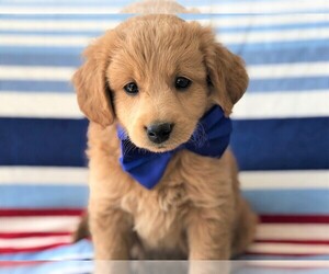 Goldendoodle Puppy for sale in LANCASTER, PA, USA