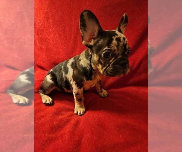 Medium Photo #3 French Bulldog Puppy For Sale in HOUSTON, TX, USA