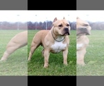 Small Photo #1 American Bully Puppy For Sale in FORT WAYNE, IN, USA