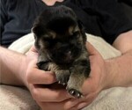 Small #6 German Shepherd Dog