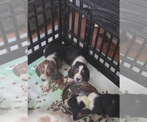 Basset Hound Puppy for sale in PORTLAND, TN, USA