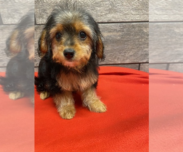 Medium Photo #6 Cavalier King Charles Spaniel-Poodle (Toy) Mix Puppy For Sale in RICHMOND, IL, USA