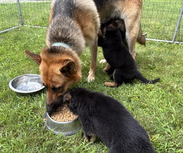 Medium Photo #1 German Shepherd Dog Puppy For Sale in FORT WAYNE, IN, USA