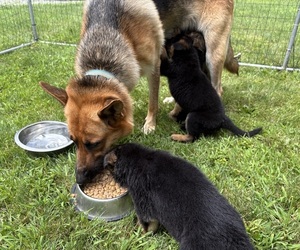 Father of the German Shepherd Dog puppies born on 07/03/2026