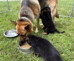 Small Photo #1 German Shepherd Dog Puppy For Sale in FORT WAYNE, IN, USA