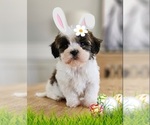 Small Photo #1 Zuchon Puppy For Sale in GULF SHORES, AL, USA