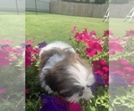 Small Photo #7 Shih Tzu Puppy For Sale in FORT WORTH, TX, USA