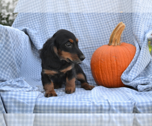 Medium Photo #2 Dachshund Puppy For Sale in GREENWOOD, WI, USA