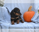 Small #1 Dachshund
