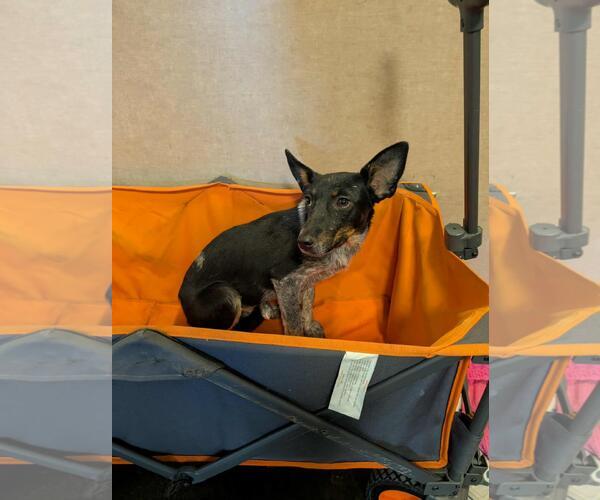 Medium Photo #3 Mutt Puppy For Sale in Rockwall, TX, USA