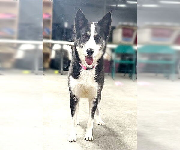 Medium Photo #3 Huskies -Unknown Mix Puppy For Sale in Genesee, WI, USA