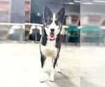 Small #2 Huskies  Mix