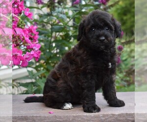 Mini Whoodle (Wheaten Terrier/Miniature Poodle) Puppy for sale in MILLERSBURG, PA, USA