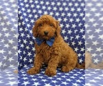 Small Photo #1 Goldendoodle-Poodle (Toy) Mix Puppy For Sale in NOTTINGHAM, PA, USA
