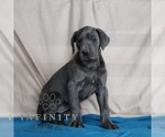 Small #3 Great Dane