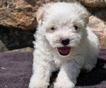 Small #6 Havanese