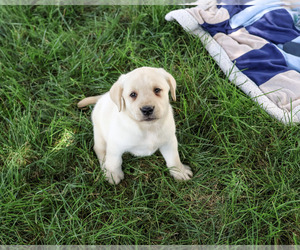 Labrador Retriever Puppy for sale in SYRACUSE, IN, USA