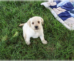Small Labrador Retriever