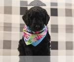 Small #3 Goldendoodle-Poodle (Standard) Mix