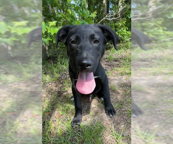 Medium Photo #1 Labrador Retriever-Unknown Mix Puppy For Sale in Tarrytown, GA, USA
