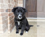 Small Great Pyrenees Mix