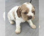 Small #3 Cocker Spaniel