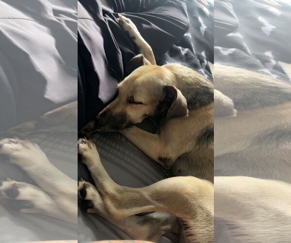 Medium Photo #8 Labrador Retriever-Unknown Mix Puppy For Sale in Virginia Beach, VA, USA