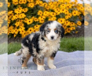 Bernedoodle (Miniature) Puppy for sale in HONEY BROOK, PA, USA