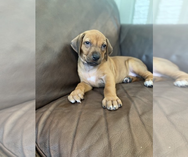 Medium Photo #11 Rhodesian Ridgeback Puppy For Sale in KELLER, TX, USA