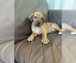 Small #10 Rhodesian Ridgeback
