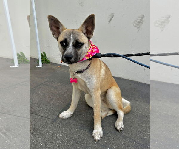Medium Photo #1 Basenji-Unknown Mix Puppy For Sale in Newport Beach, CA, USA