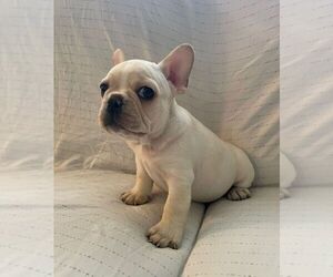 French Bulldog Puppy for sale in JOHNS ISLAND, SC, USA