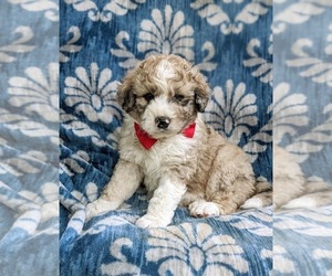 Aussiedoodle Puppy for sale in OXFORD, PA, USA