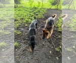 Small Photo #6 Doberman Pinscher Puppy For Sale in Buffalo, MN, USA