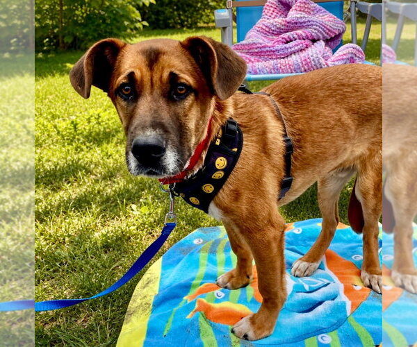 Medium Photo #50 Mutt Puppy For Sale in Canton, CT, USA