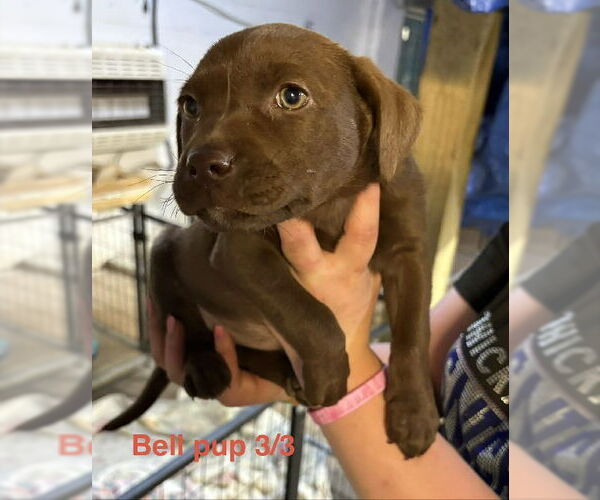 Medium Photo #1 Labrador Retriever-Unknown Mix Puppy For Sale in Brooksville, FL, USA
