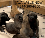 Small Photo #5 Belgian Malinois Puppy For Sale in LABADIE, MO, USA