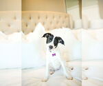 Small #10 American Staffordshire Terrier Mix
