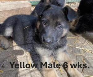 German Shepherd Dog Puppy for sale in PIERCETON, IN, USA