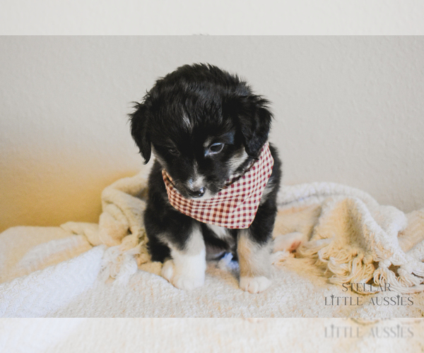 Medium Photo #8 Miniature Australian Shepherd Puppy For Sale in FORT RUCKER, AL, USA