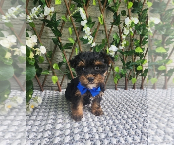 Medium Photo #5 Morkie Puppy For Sale in INDIANAPOLIS, IN, USA